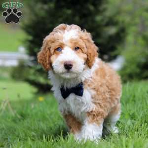 Chance, Mini Bernedoodle Puppy